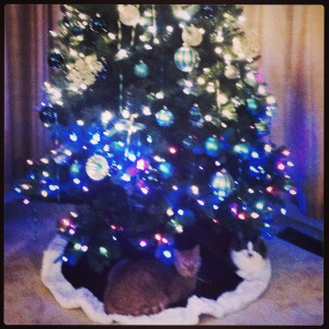 I enjoy the holidays with my feline siblings. 