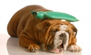 english bulldog with hot water bottle - suffer a migraine