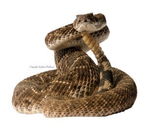 Snake_strike_coiled_HI