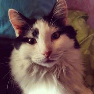 cat_allergies