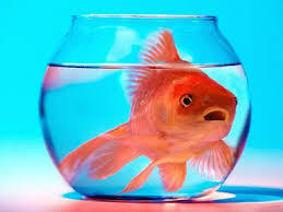 Fish - Doing Gender