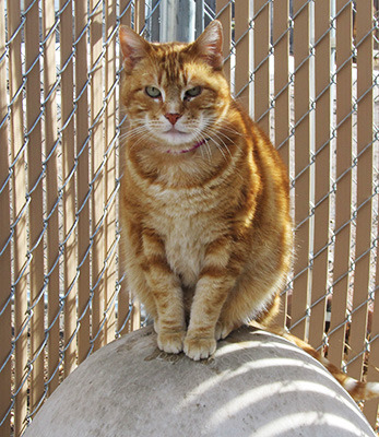 Red Boy might have been this kitty