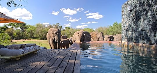 Phinda Homestead elephants