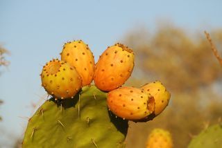Sabra-fruit-small-045