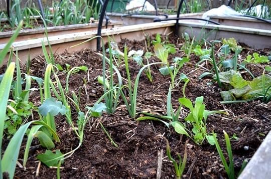 spring-bed