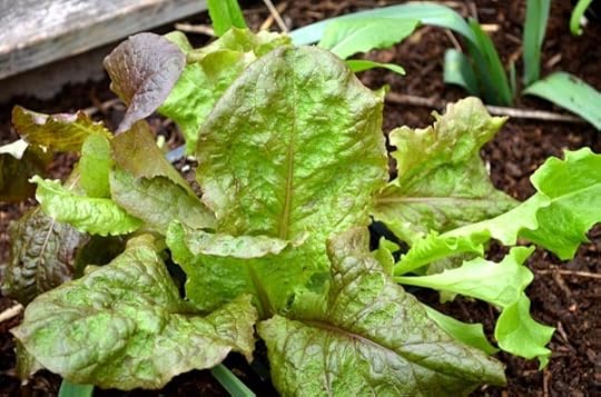 red-sails-lettuce