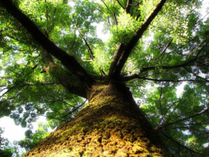 cristian-bortes-tree-537x402