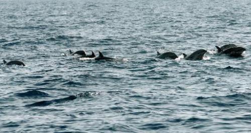 Some 30 white-beaked dolphins have died after being trapped in ice off the coast of Canada's easternmost Newfoundland province,
