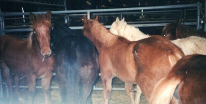 BLM mustangs (2)