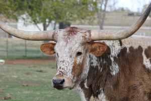 Longhorn