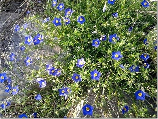 Wildflowers