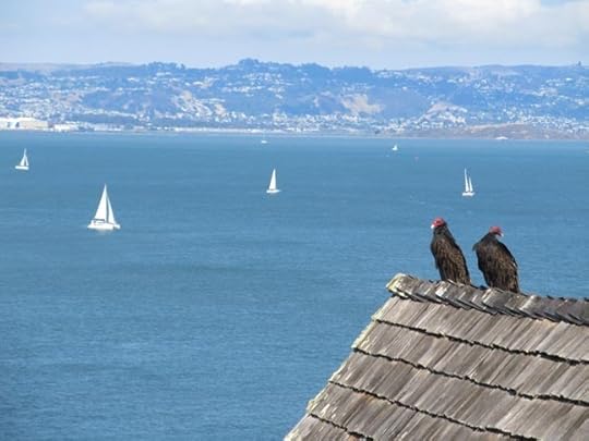 Buzzards, San Fran Bayx