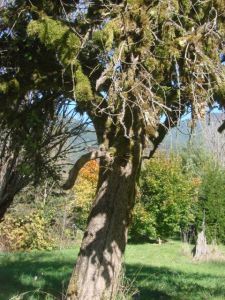 Gnarly apple tree