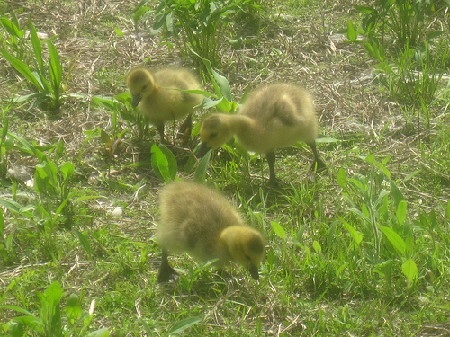 gosling investigators