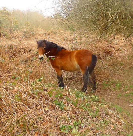 Ponies 1