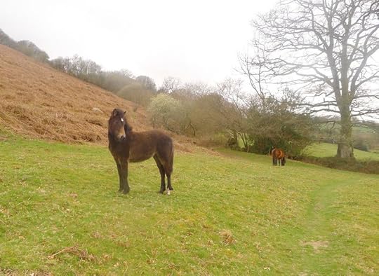 Ponies 3