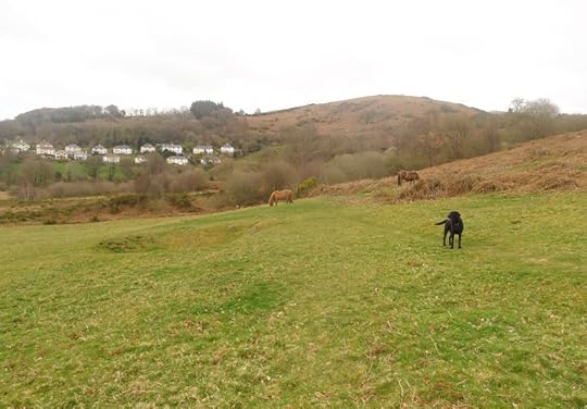 Tilly and the ponies