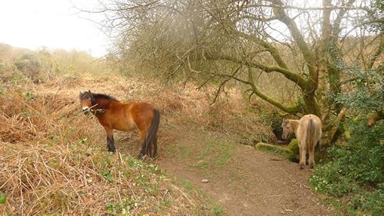 Ponies 7