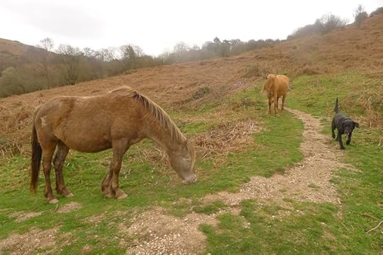Ponies 4