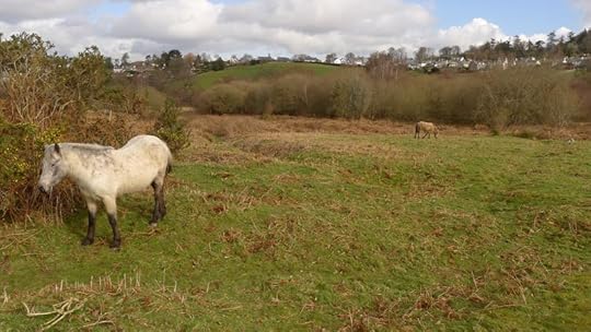 White pony