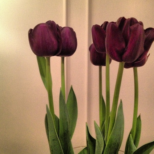 tulips