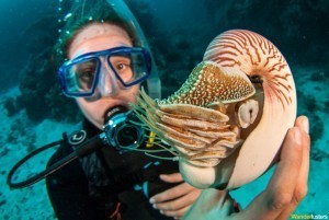 nautillus-charli-osprey