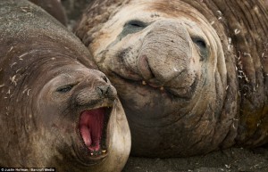 elephant seal