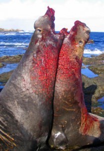 males fight