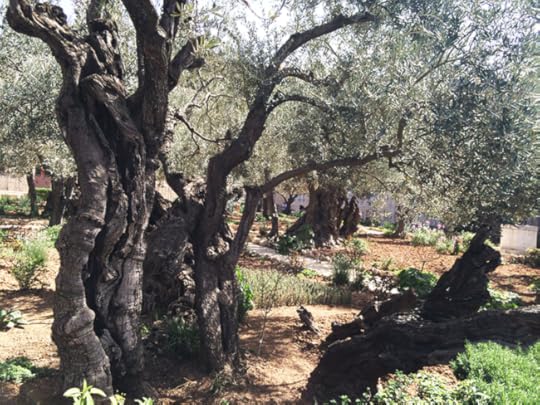 Experience the Holy Land without having to leave home!