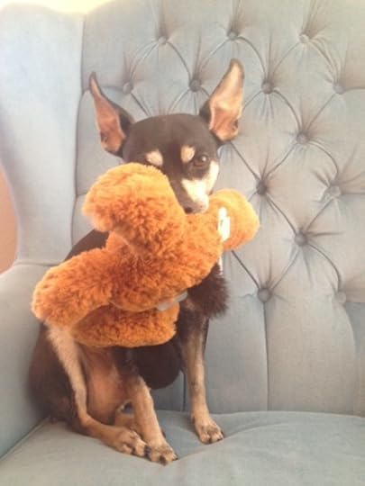 Bailey New Toy 1