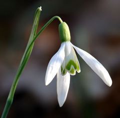 snowdrop