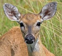 whitetail