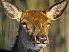 roedeer