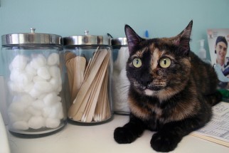 chronic_vomiting_in_cats