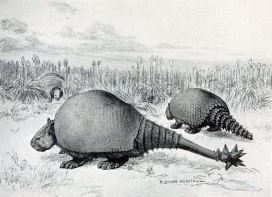 Glyp 800px-Doedicurus_and_Glyptodon