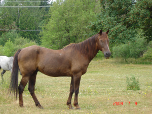 Waste Management truck 032