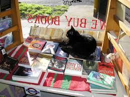 cat in bookstore