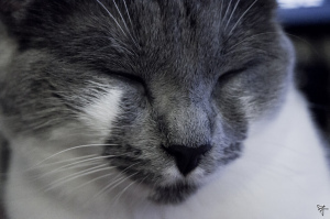 Meet Bonjour, Yup, that makes her Hello Kitty :P 