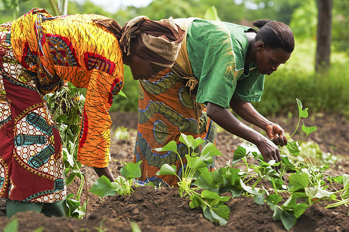 African women farmers