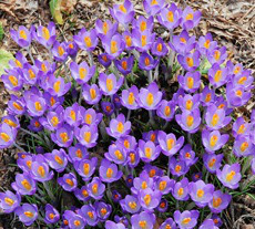 snow crocus