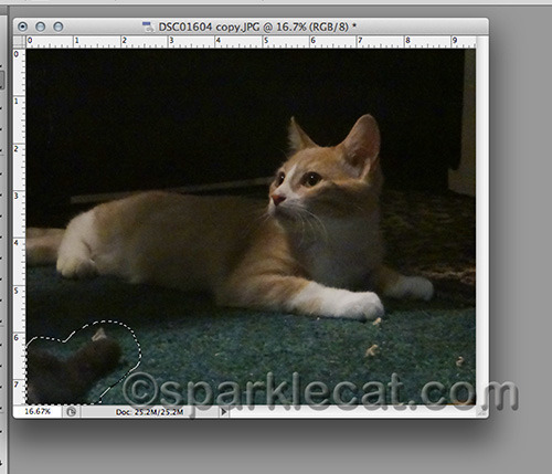 Easier than getting the other cat to move his foot