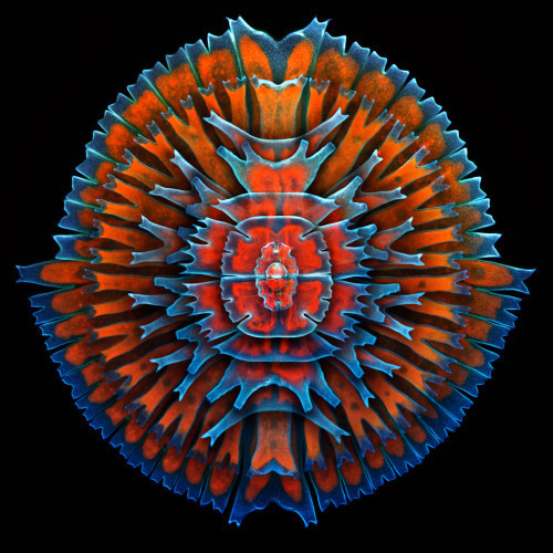 2013-3-siwanowicz-desmids-mandala