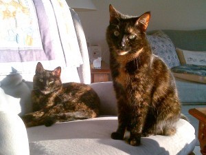 cats_Small_changes