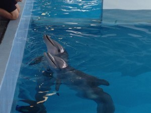 Clearwater Aquarium