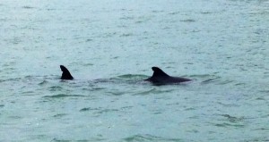Dolphins