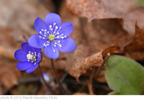 'Spring scene with Liverleaf' photo (c) 2012, Randi Hausken - license: https://creativecommons.org/licenses/by-sa/2.0/