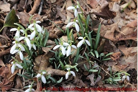 Snowdrops