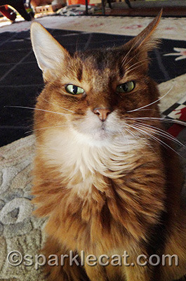 This is my STERN face!