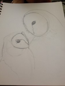 Bedtime-for-little-owl3