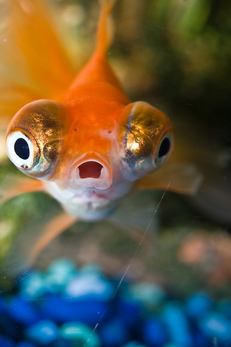photo by Benson Kua - Flickr